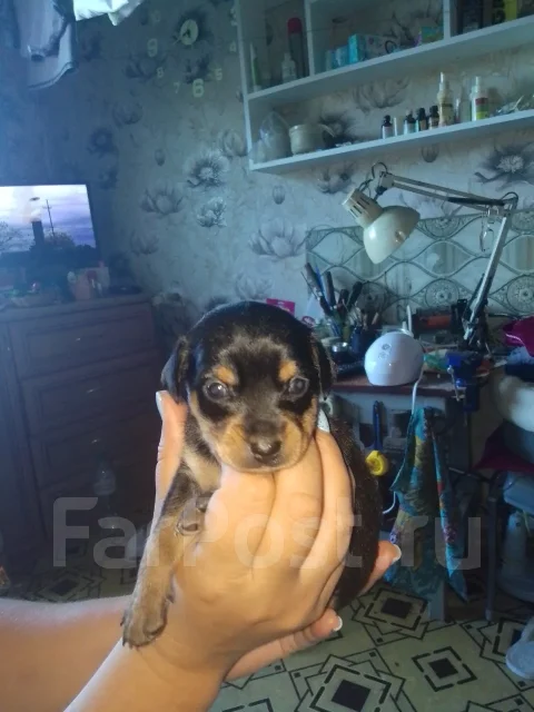 ���-������. ����