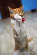 �����. ����
