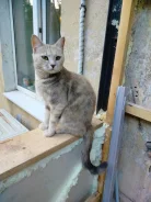 �����. ����