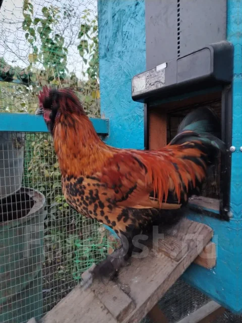 ����. ����