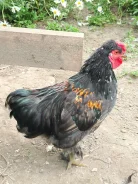����. ����
