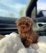 ��������. ��� ����� �� ���������� ����