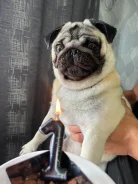 ����. ����