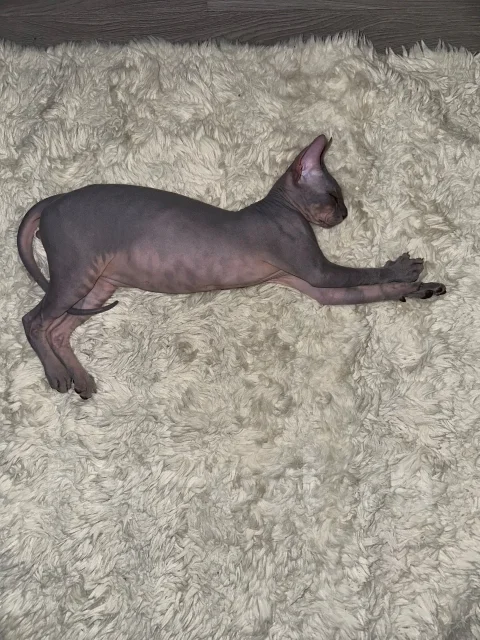 ������. ����