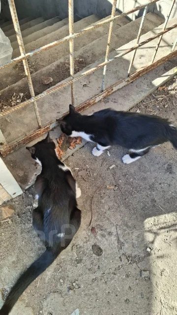 �����. ����