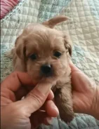 ��������. ����