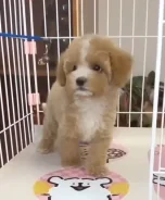 ��������. ����