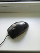 ���� ������������. ����