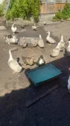 ����. ����