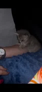 ����������� ��������� �����. ����