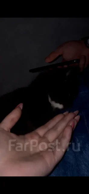 ����������� ��������� �����. ����