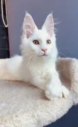 ����-���. ����