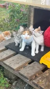 �����. ����