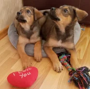 ������. ����