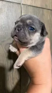 ����������� �������. ����