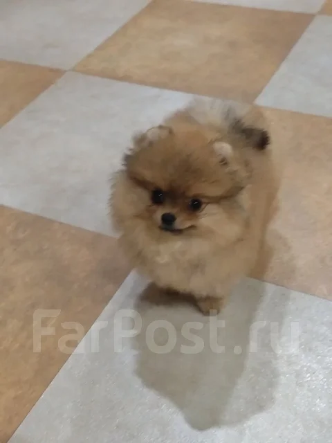 ����������� ����. ����