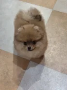 ����������� ����. ����