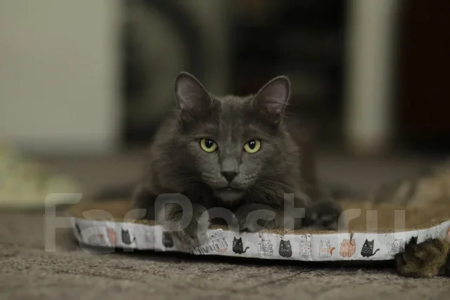 ����������� �����. ����