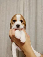 �����. ����