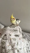������� �������. ����