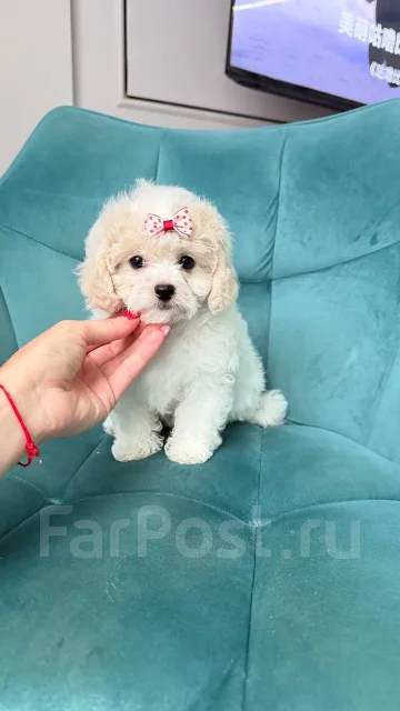 ��������. ����