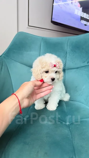 ��������. ����