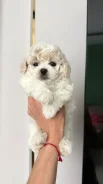 ��������. ����