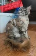 ����-���. ����