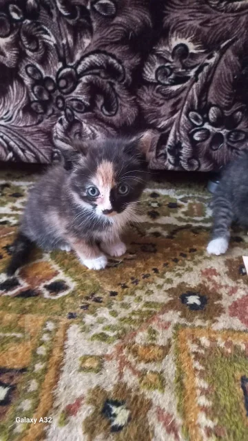 �����. ����