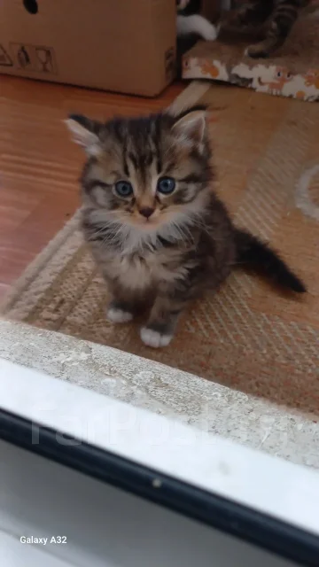 �����. ����