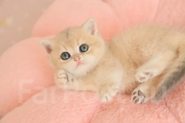 ���������� �����. ����