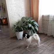 �����. ����