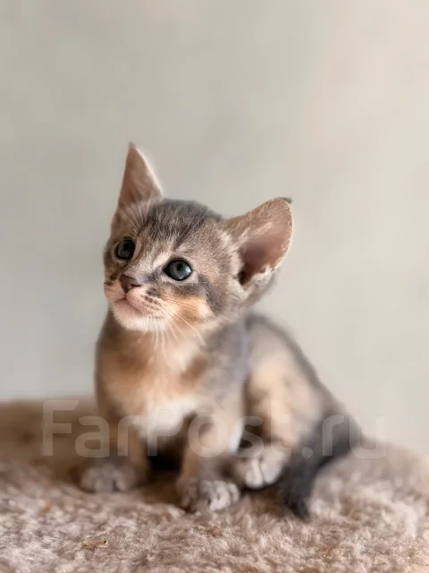 �����. ����