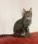 �����. ����