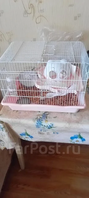 ����. ����