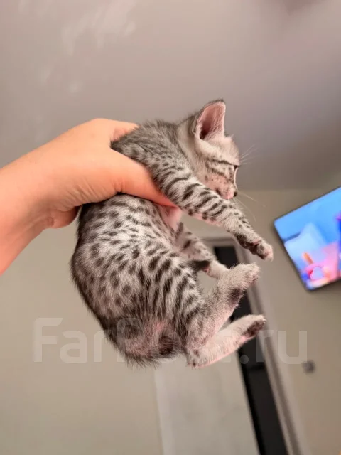 ���������� ���. ����