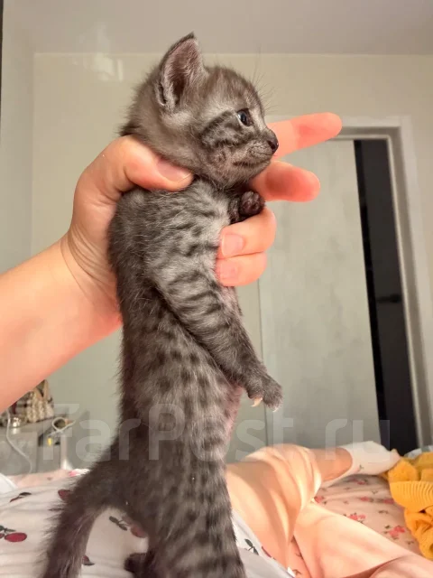 ���������� ���. ����