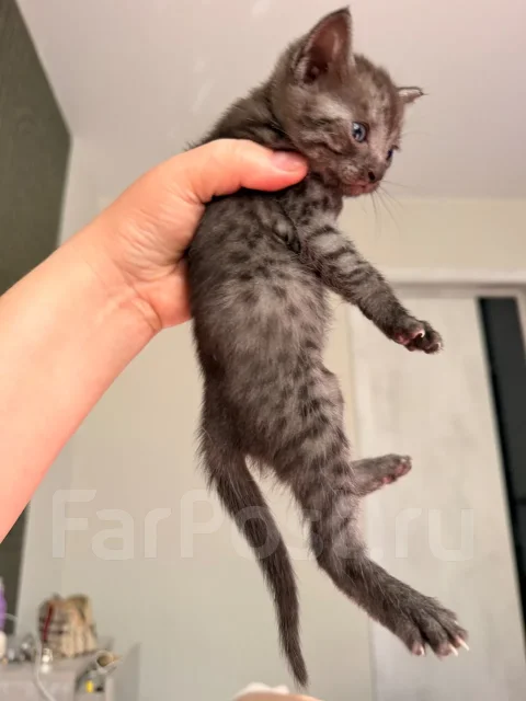 ���������� ���. ����