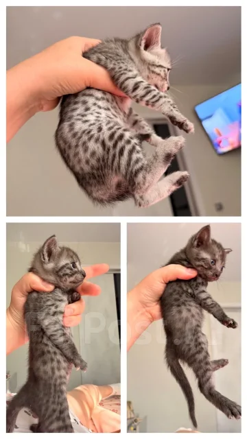 ���������� ���. ����
