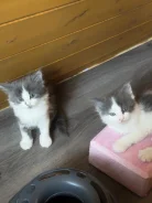 �����. ����