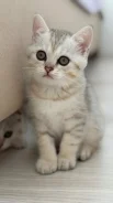 ����������� �����. ����