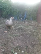 ����. ����