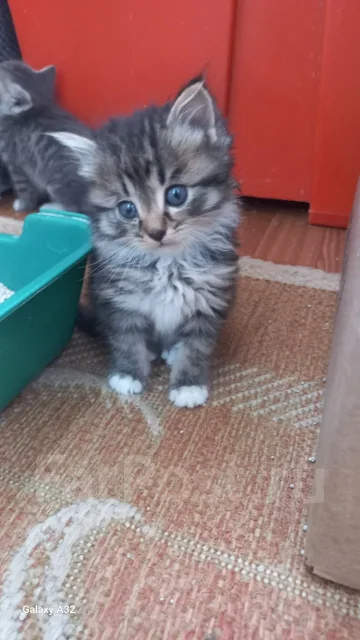�����. ����