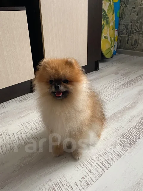 ����. ����