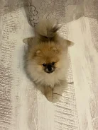 ����. ����