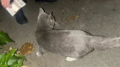 �����. ����