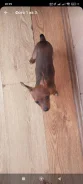 ���-������. ����