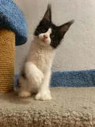 ����-���. ����