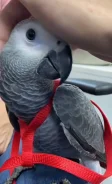 ������� ����. ����