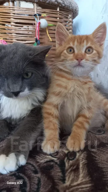 �����. ����
